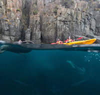 Tasman Peninsula full day kayaking tour - Accommodation Brisbane