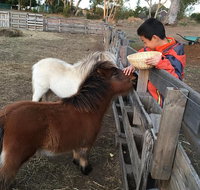 Feed/play with animals and Kayak during hobby farm tour - Accommodation Brisbane