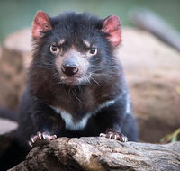 Cruise Ship Special from Hobart Shuttle to Bonorong Wildlife Park. - Accommodation Brisbane