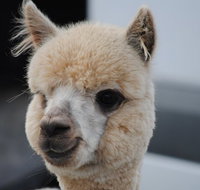 Alpaca Farm Tours with Toffeemont - Accommodation Brisbane