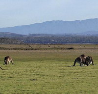 Spend a day in one of Tasmania's best wildlife National Park's - Accommodation Brisbane