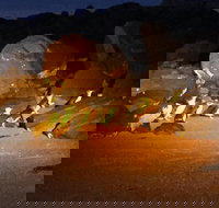 Penguin Tour - Accommodation Brisbane