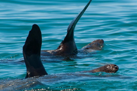 Dolphin And Seal Watching Eco Boat Cruise Mornington Peninsula - Accommodation Brisbane 13
