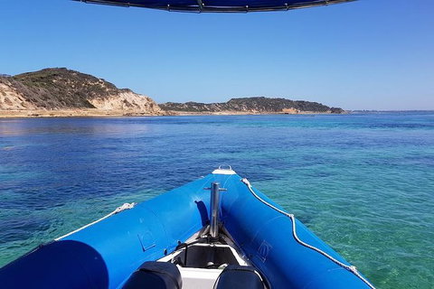 Dolphin And Seal Watching Eco Boat Cruise Mornington Peninsula - Accommodation Brisbane 3