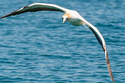 Dolphin And Seal Watching Eco Boat Cruise Mornington Peninsula - Accommodation Brisbane 10