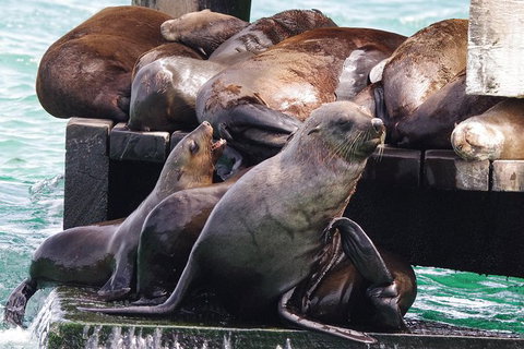 Dolphin And Seal Watching Eco Boat Cruise Mornington Peninsula - Accommodation Brisbane 5
