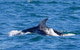 Dolphin And Seal Watching Eco Boat Cruise Mornington Peninsula - thumb 12