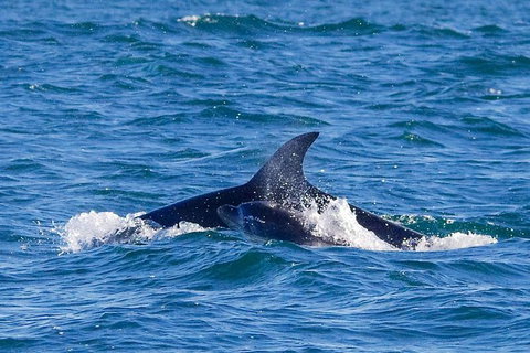 Dolphin And Seal Watching Eco Boat Cruise Mornington Peninsula - Accommodation Brisbane 12