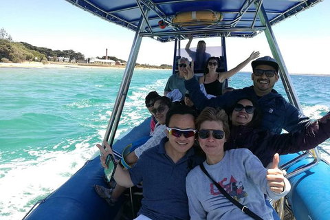 Dolphin And Seal Watching Eco Boat Cruise Mornington Peninsula - Accommodation Brisbane 2