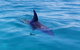 Dolphin And Seal Watching Eco Boat Cruise Mornington Peninsula - thumb 0