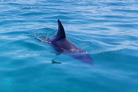 Dolphin And Seal Watching Eco Boat Cruise Mornington Peninsula - Accommodation Brisbane 0