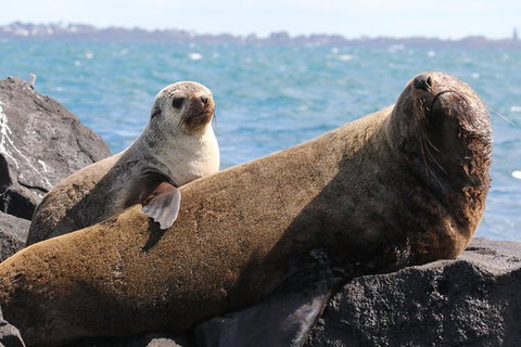 Dolphin And Seal Watching Eco Boat Cruise Mornington Peninsula - Accommodation Brisbane 8