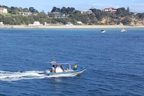 Dolphin And Seal Watching Eco Boat Cruise Mornington Peninsula - Accommodation Brisbane 14