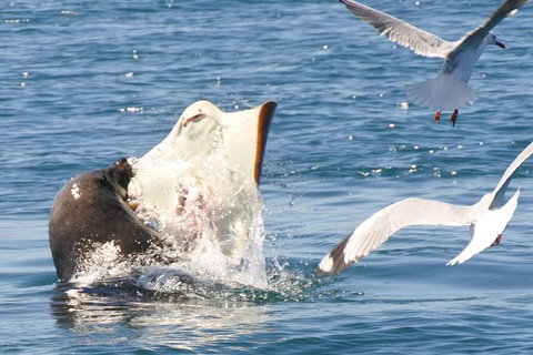 Dolphin And Seal Watching Eco Boat Cruise Mornington Peninsula - Accommodation Brisbane 6