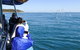 Dolphin And Seal Watching Eco Boat Cruise Mornington Peninsula - thumb 9