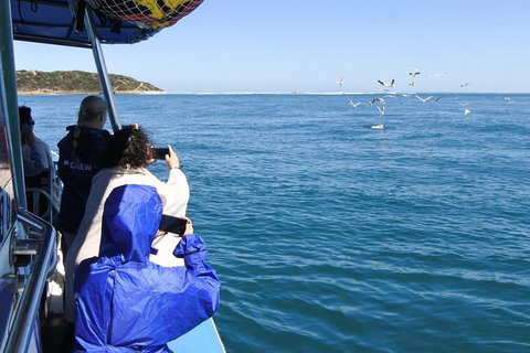 Dolphin And Seal Watching Eco Boat Cruise Mornington Peninsula - Accommodation Brisbane 9