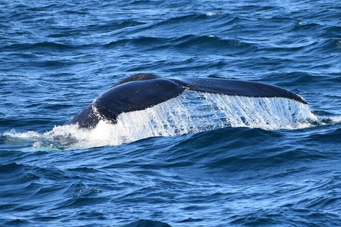 Dolphin & Whale Cruise - Accommodation Brisbane 6