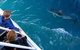 Dolphin & Whale Cruise - thumb 0