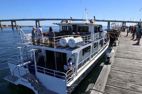 Dolphin & Whale Cruise - Accommodation Brisbane 1