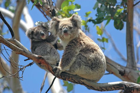 LGBT+ Friendly 12-Hour Great Ocean Road Private Tour - Accommodation Brisbane 8