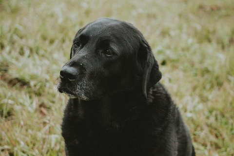 Daylesford Private, Corporate, Group Wine Tours: Wine, Cider, Gin, Vodka, Port! - Accommodation Brisbane 4