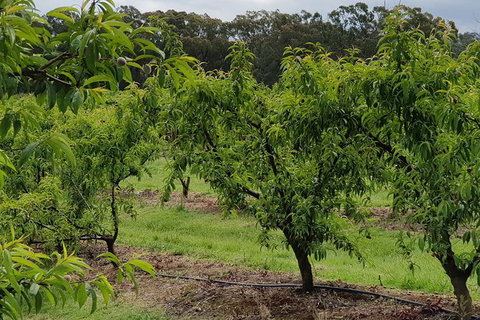 Yarra Valley Wineries And Rayners Orchard Tour From Melbourne - Accommodation Brisbane 27