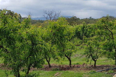 Yarra Valley Wineries And Rayners Orchard Tour From Melbourne - Accommodation Brisbane 16