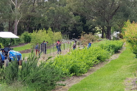 Yarra Valley Wineries And Rayners Orchard Tour From Melbourne - Accommodation Brisbane 3
