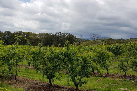 Yarra Valley Wineries And Rayners Orchard Tour From Melbourne - Accommodation Brisbane 18