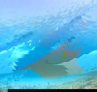 Marine Eco Safari - Swim with Manta Rays - Accommodation Brisbane