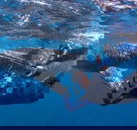 Whale Shark Safari - Accommodation Brisbane