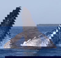 Full-Day Whale Watching Snorkeling and Swimming at Coral Bay - Accommodation Brisbane