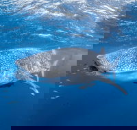 Whale Shark Adventure Tour - Accommodation Brisbane
