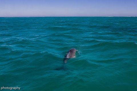 Ningaloo Immersion Private Charter - Accommodation Brisbane 1