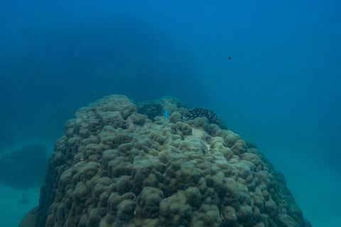 Ningaloo Immersion Private Charter - Accommodation Brisbane 4