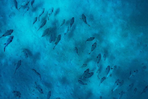Ningaloo Immersion Private Charter - Accommodation Brisbane 2