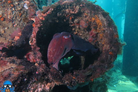 PADI Open Water Course - Accommodation Brisbane 1