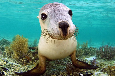 Abrolhos Islands 5 Day Tours - Accommodation Brisbane 6