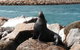 Lobster Fishing Tour At Geraldton - thumb 3