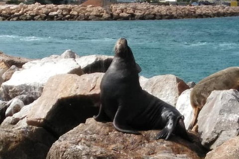 Lobster Fishing Tour At Geraldton - Accommodation Brisbane 3