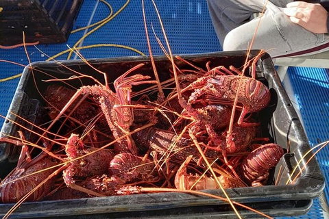 Lobster Fishing Tour At Geraldton - Accommodation Brisbane 6