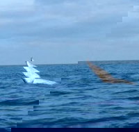 Whale Watching boat tour in Geraldton - Accommodation Brisbane