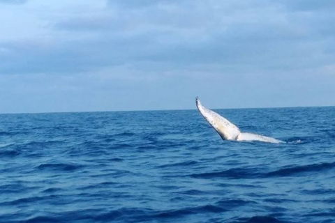 Whale Watching Boat Tour In Geraldton - Accommodation Brisbane 0