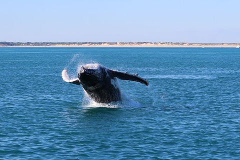 AOC Broome Whale Watching - Accommodation Brisbane 3