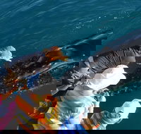 AOC Broome Whale Watching - Accommodation Brisbane