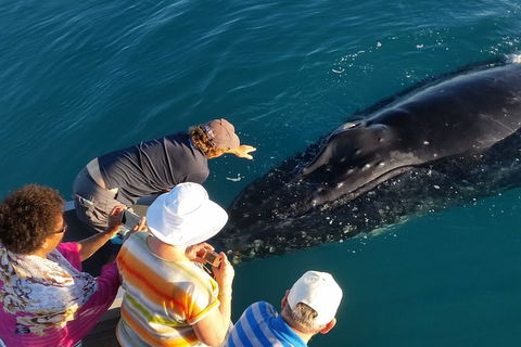 AOC Broome Whale Watching - Accommodation Brisbane 0