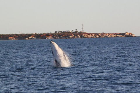 AOC Broome Whale Watching - Accommodation Brisbane 2