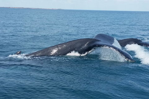 AOC Broome Whale Watching - Accommodation Brisbane 1