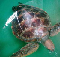 Australian Seabird Rescue - Accommodation Brisbane