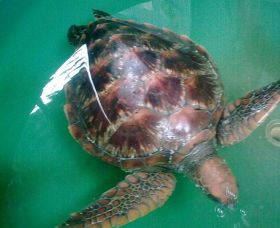 Australian Seabird Rescue - Accommodation Brisbane 0